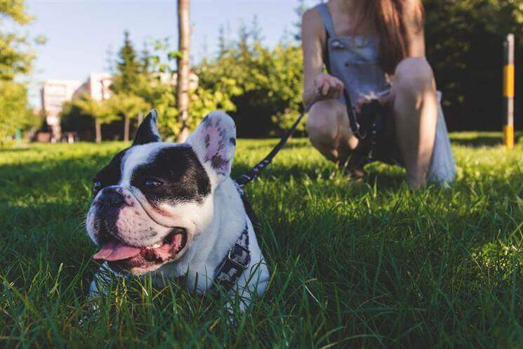 a dog walker with a dog from a uber for dogs app