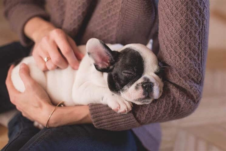 dog sitter taking care of a pug